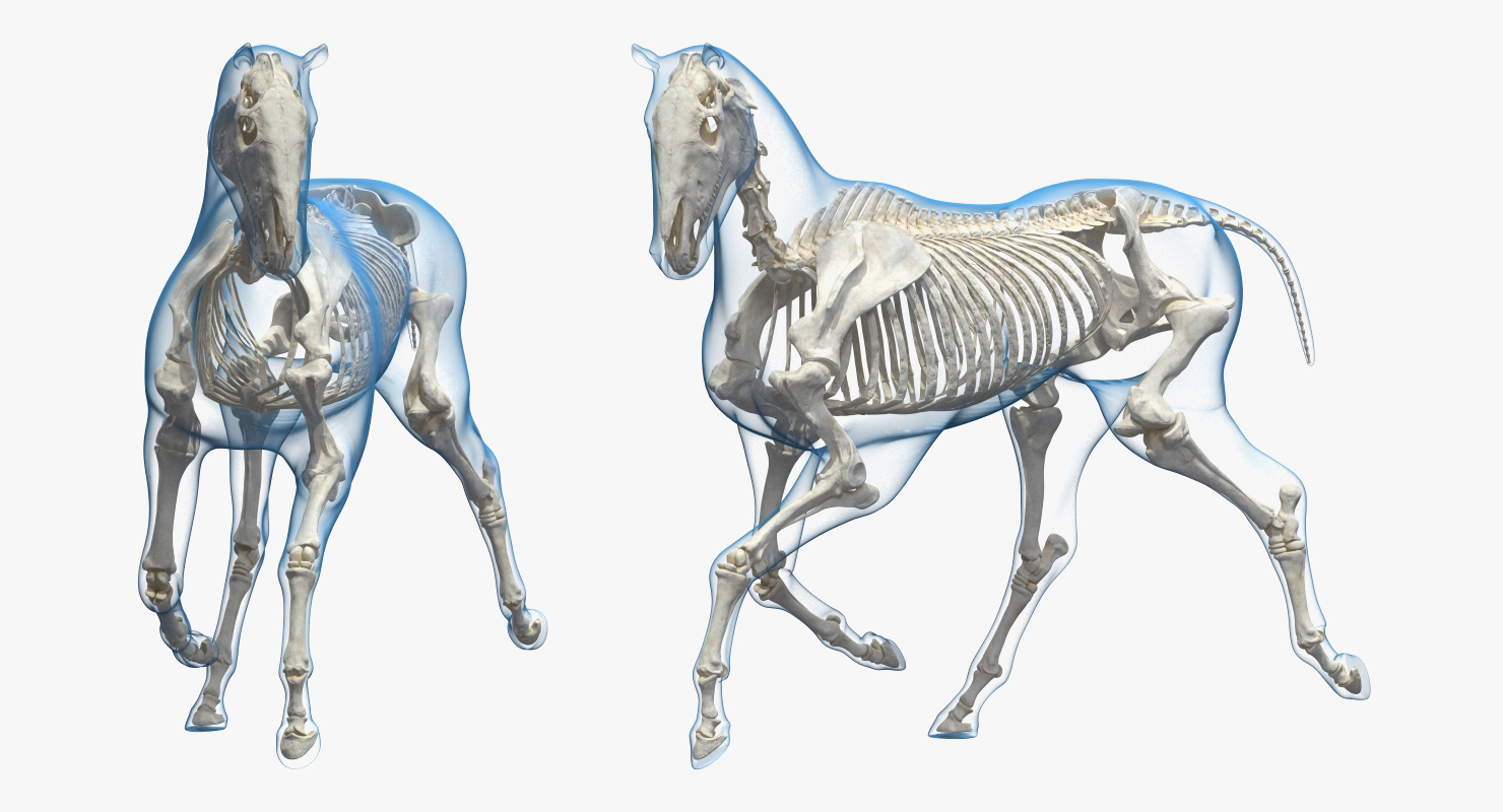 3D Running Horse Pose Envelope with Skeleton