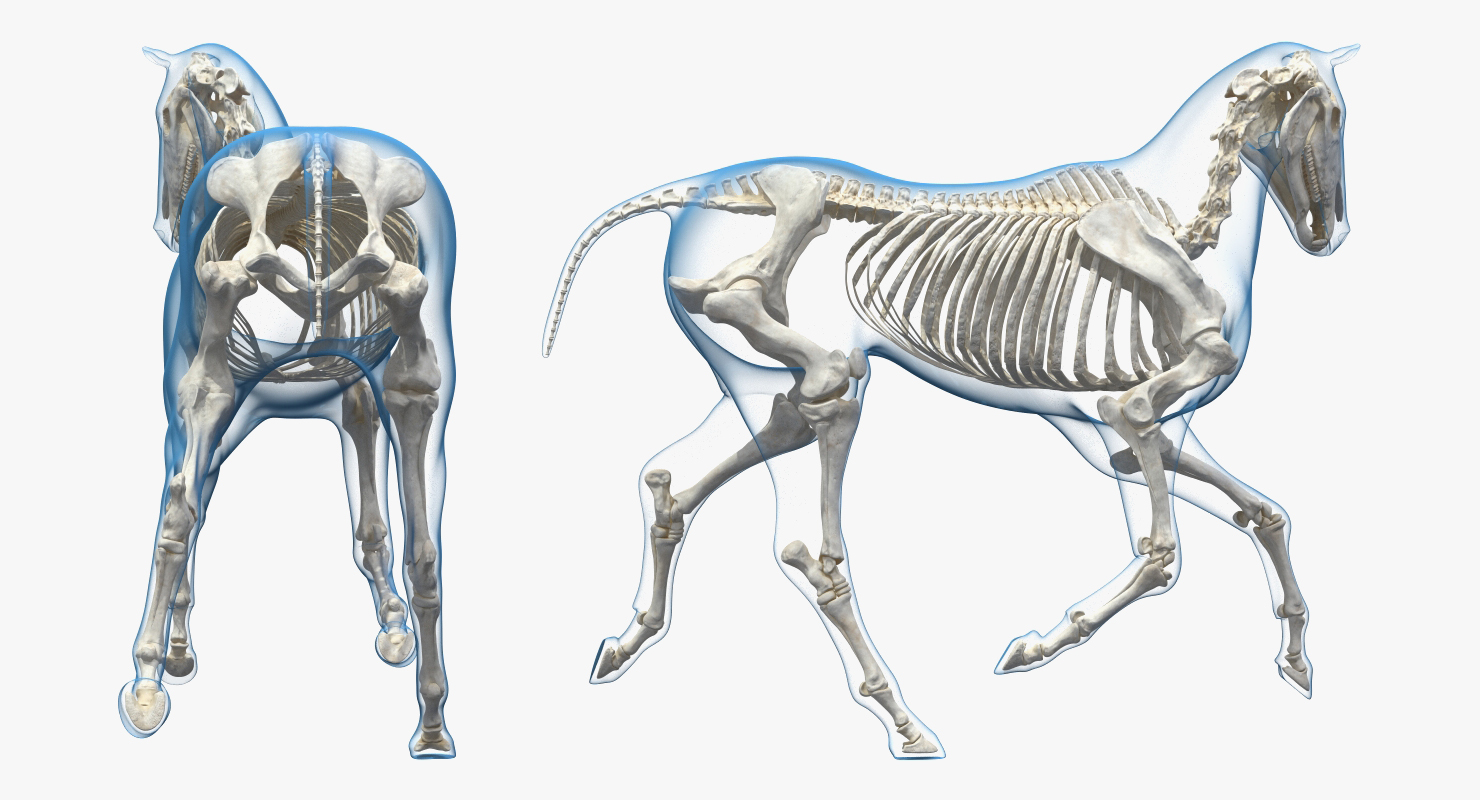3D Running Horse Pose Envelope with Skeleton