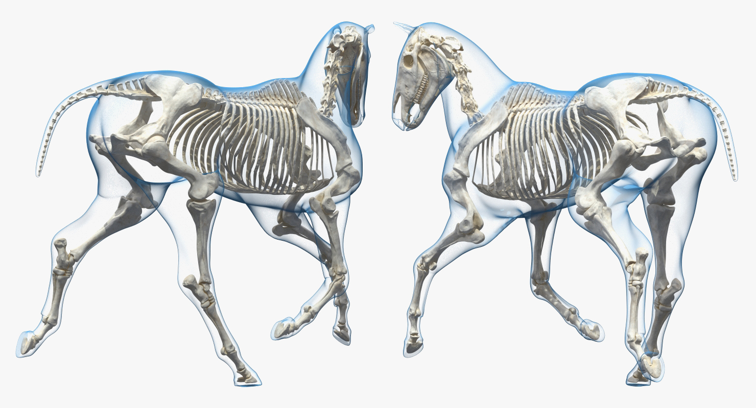 3D Running Horse Pose Envelope with Skeleton