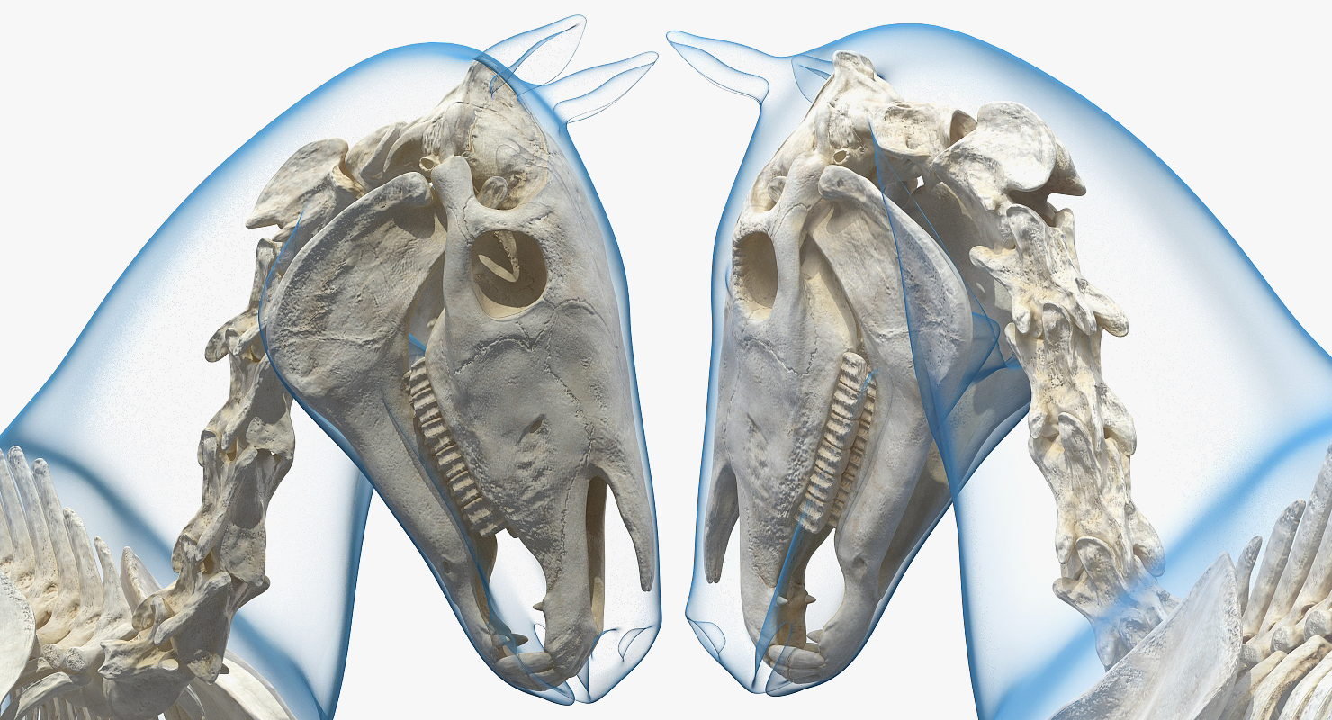3D Running Horse Pose Envelope with Skeleton