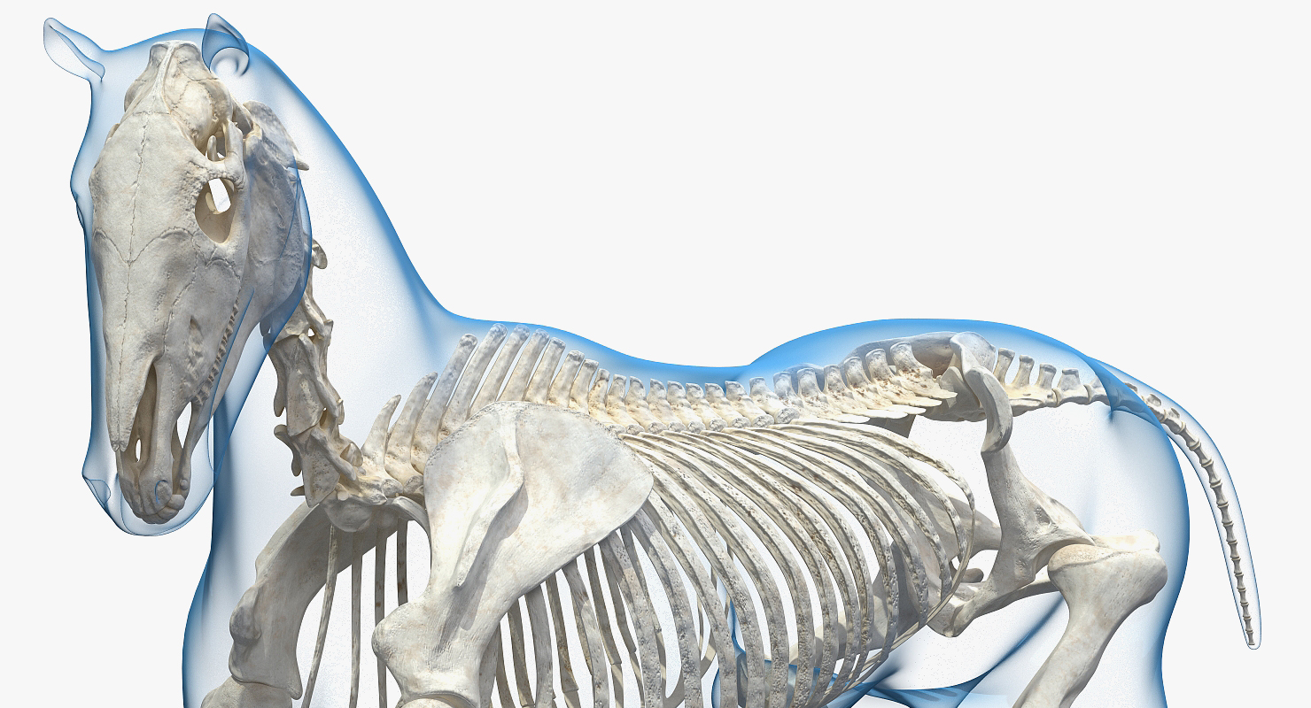 3D Running Horse Pose Envelope with Skeleton