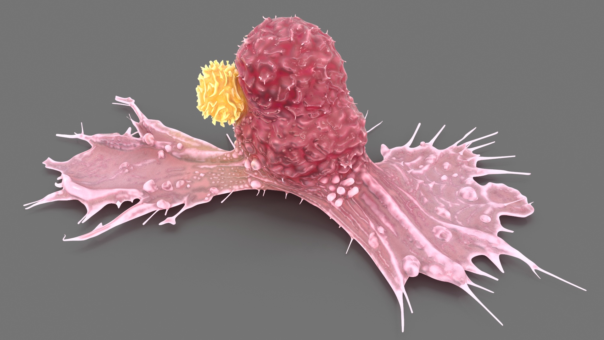 Cancer Cell with Lymphocyte 3D