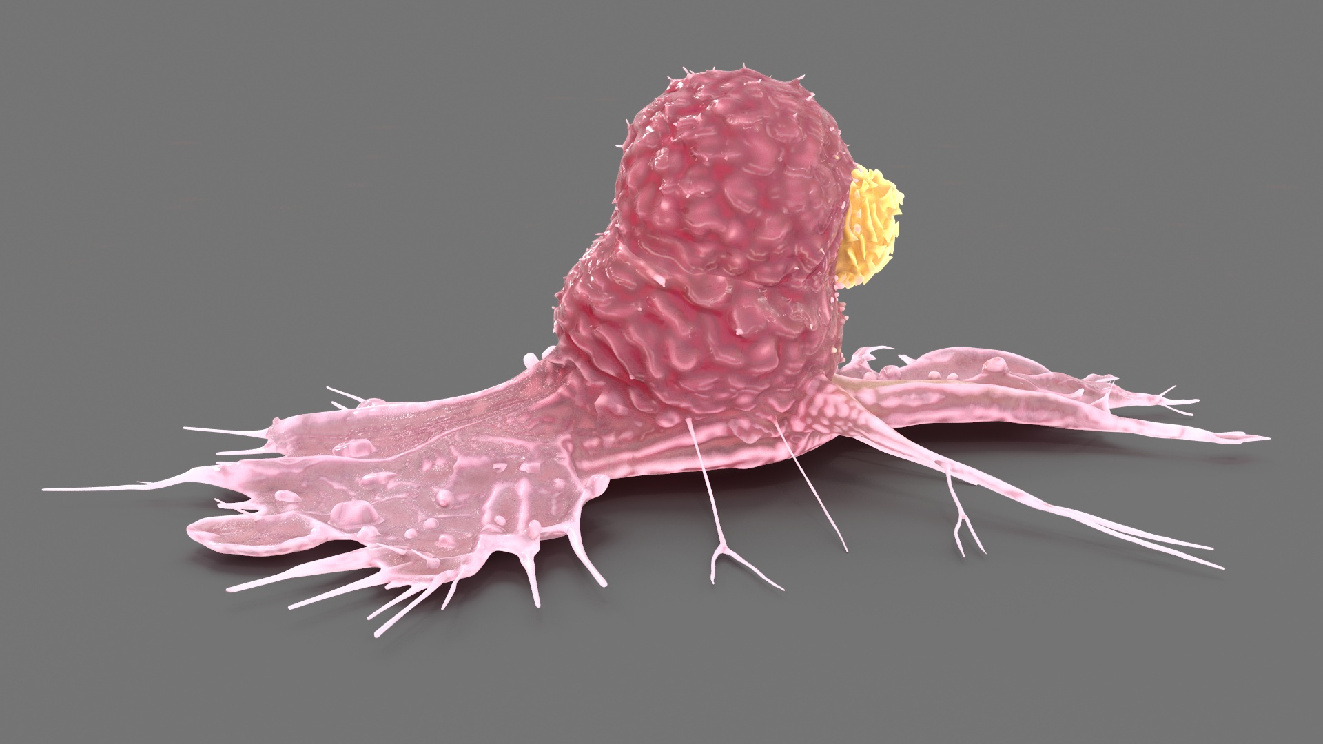 Cancer Cell with Lymphocyte 3D