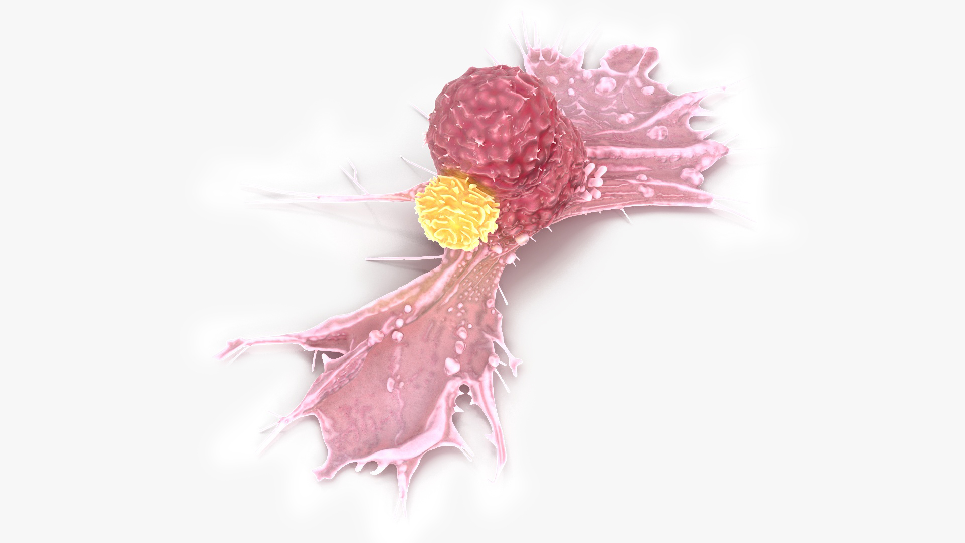 Cancer Cell with Lymphocyte 3D