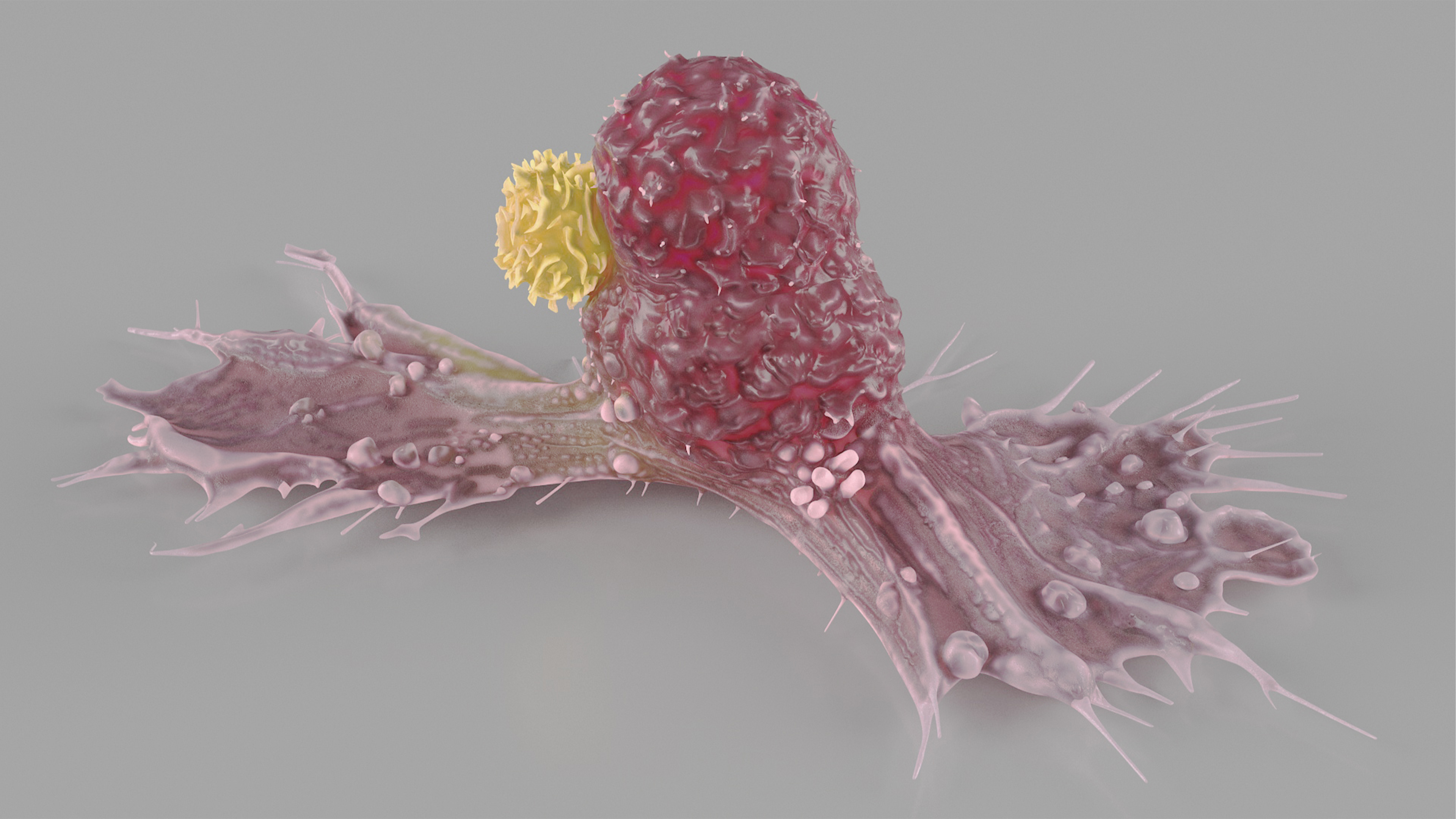 Cancer Cell with Lymphocyte 3D