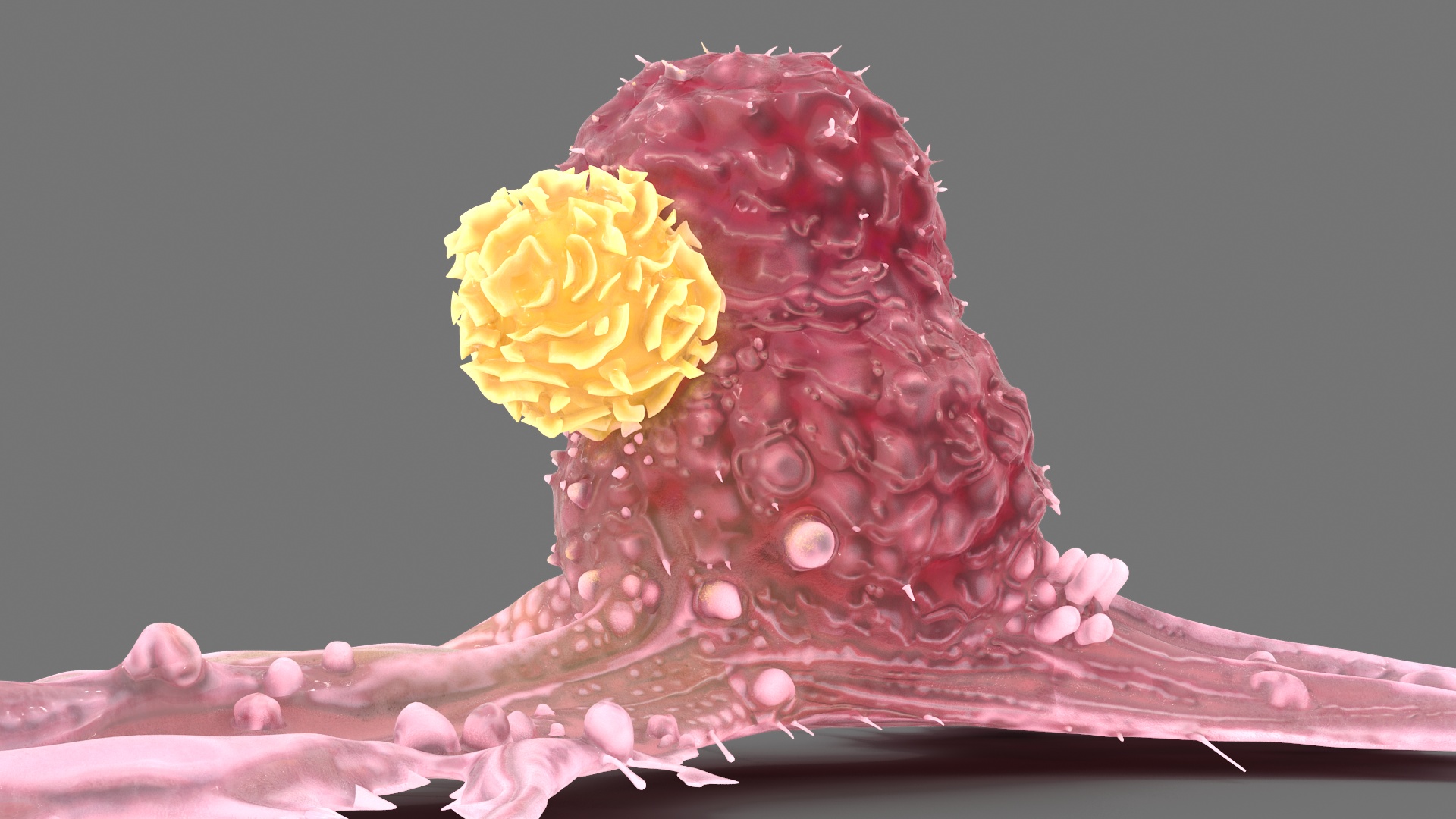 Cancer Cell with Lymphocyte 3D
