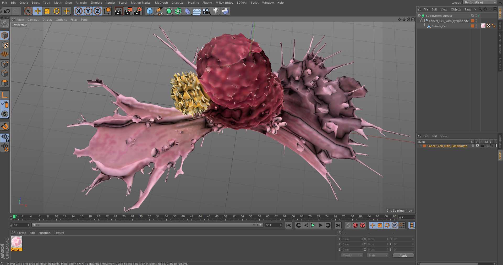 Cancer Cell with Lymphocyte 3D