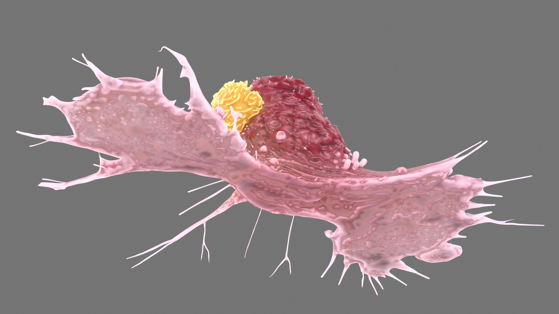 Cancer Cell with Lymphocyte 3D
