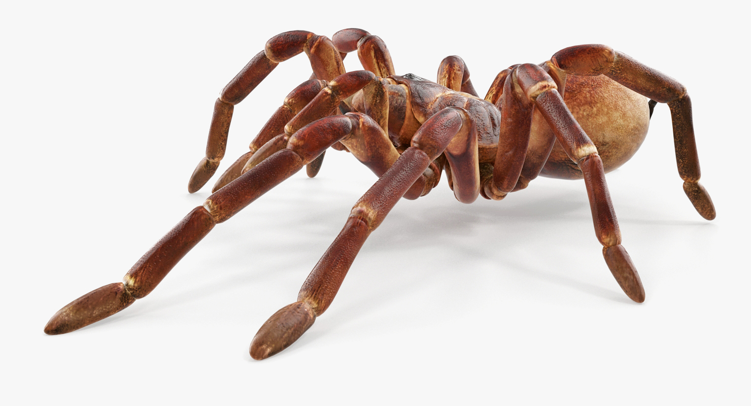 3D model Bird Eating Spider Walkig Pose