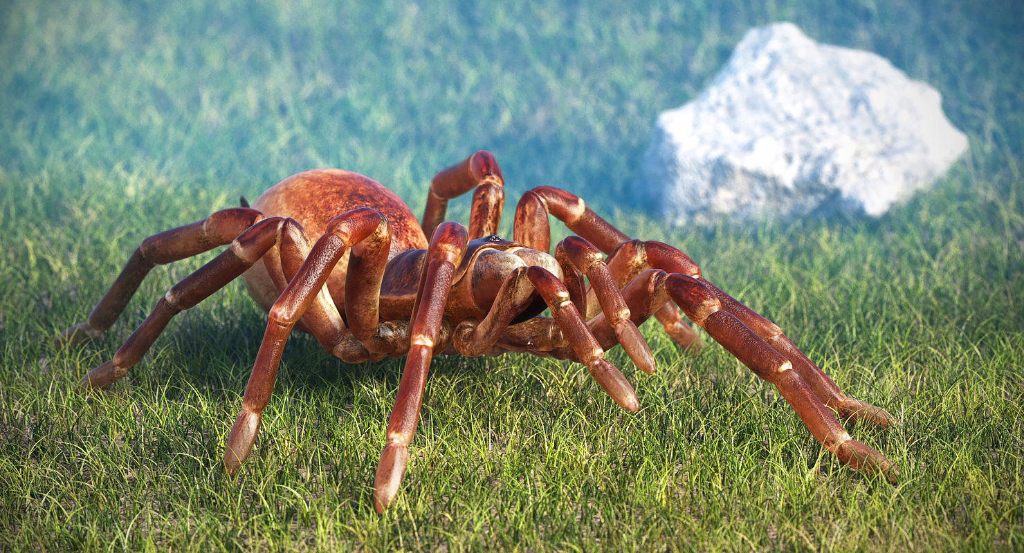 3D model Bird Eating Spider Walkig Pose