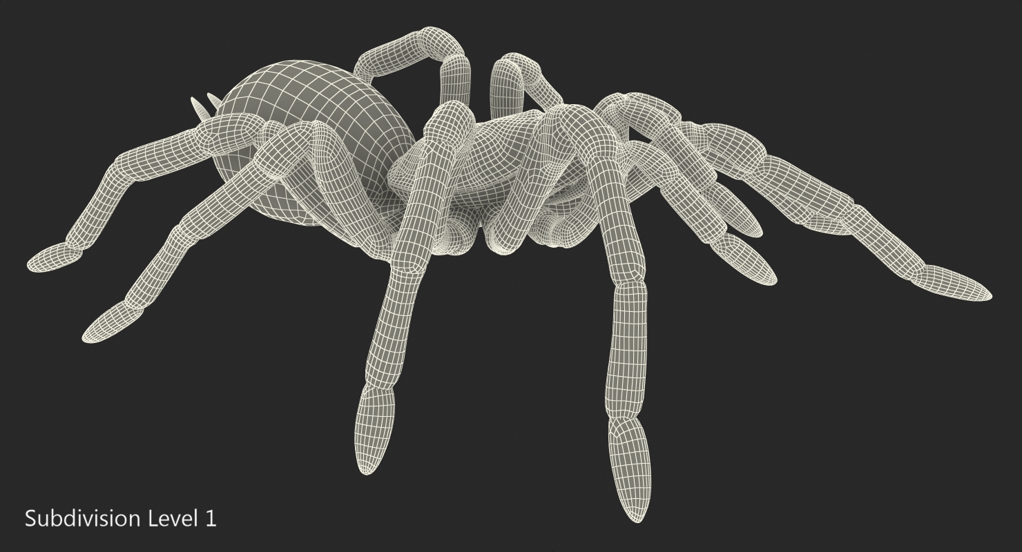 3D model Bird Eating Spider Walkig Pose