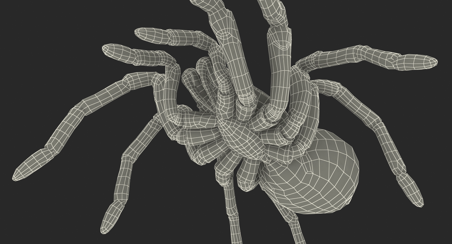 3D model Bird Eating Spider Walkig Pose