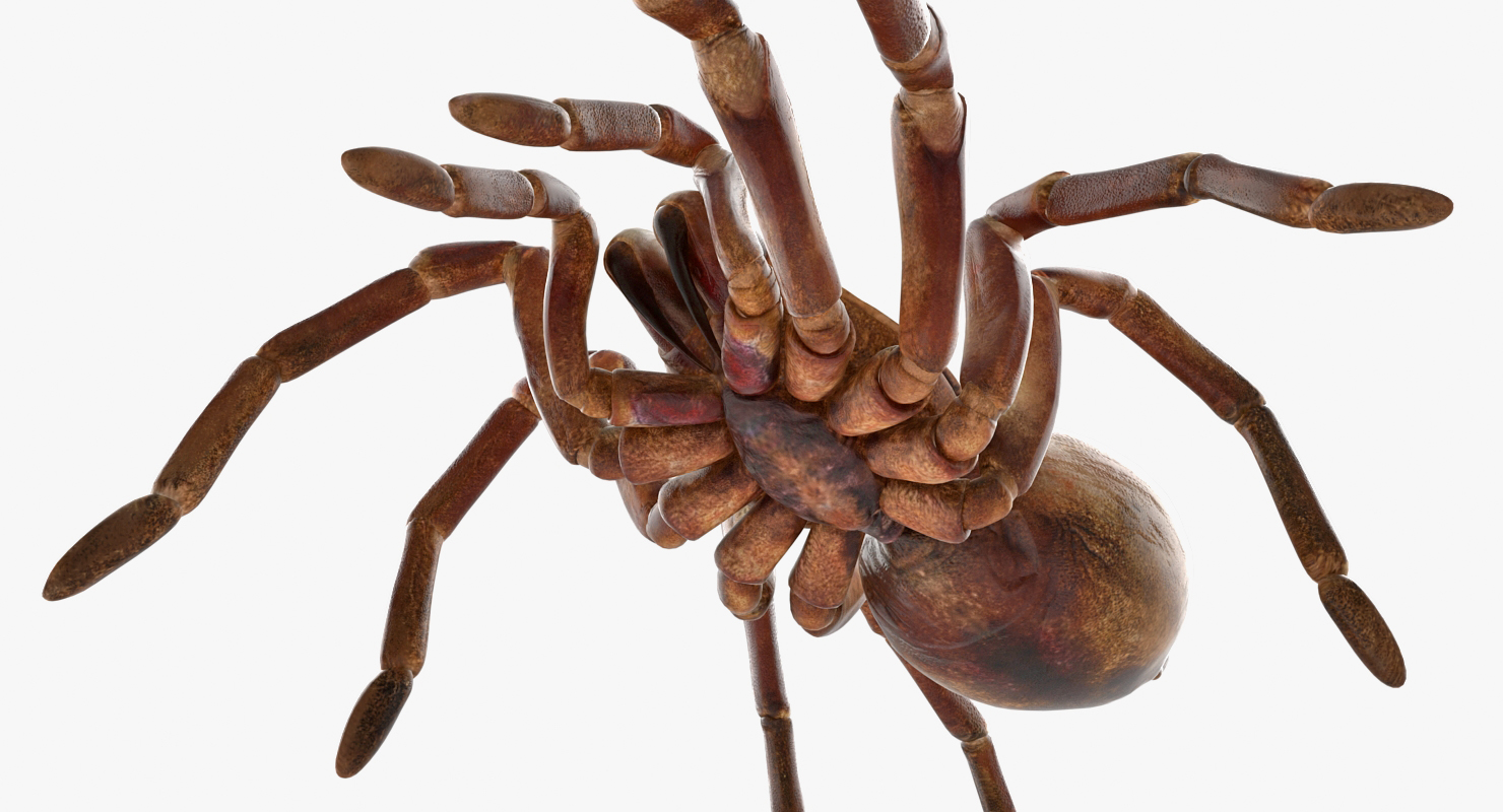 3D model Bird Eating Spider Walkig Pose