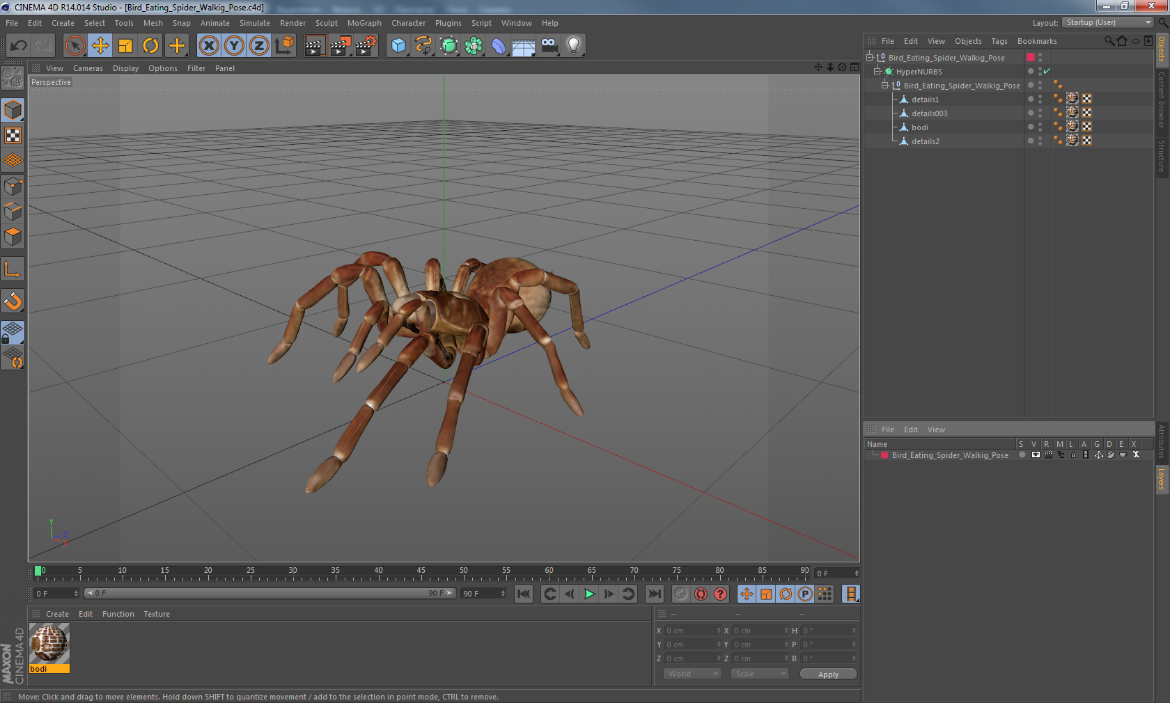 3D model Bird Eating Spider Walkig Pose