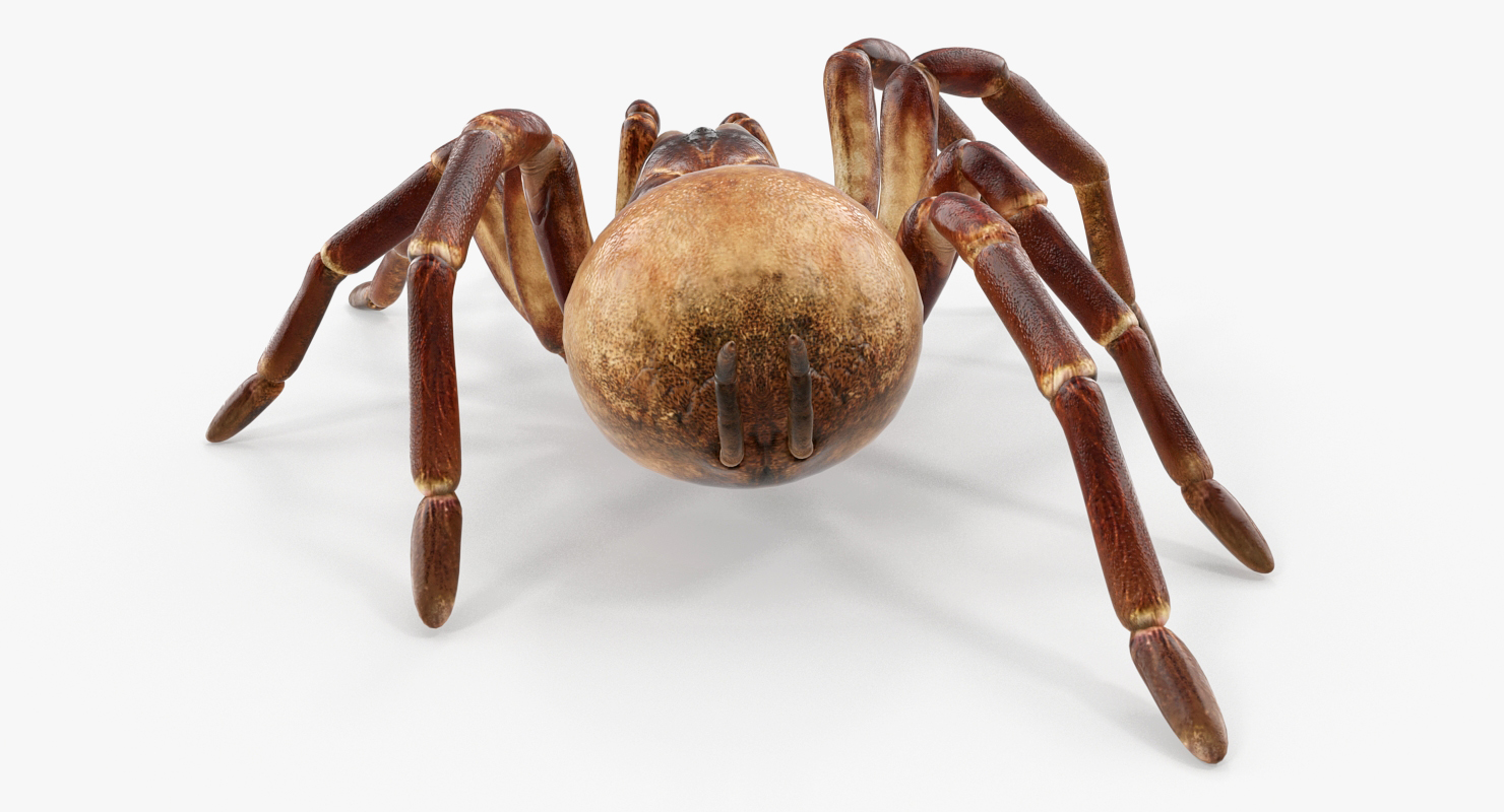 3D model Bird Eating Spider Walkig Pose