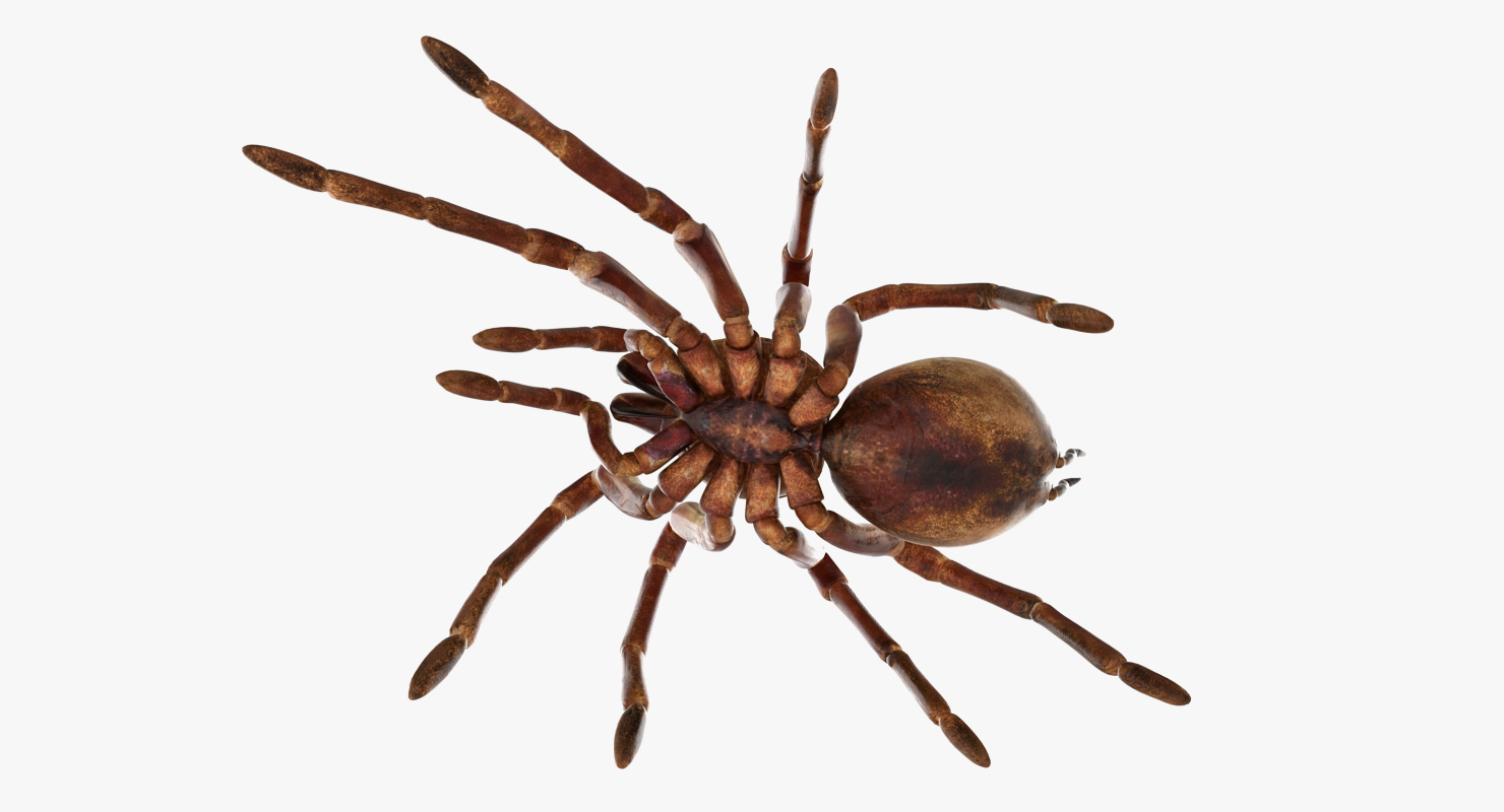 3D model Bird Eating Spider Walkig Pose