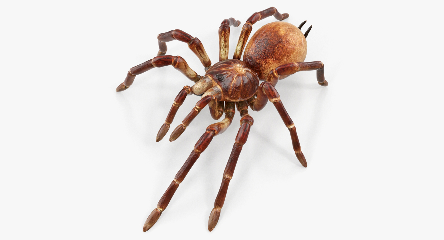 3D model Bird Eating Spider Walkig Pose