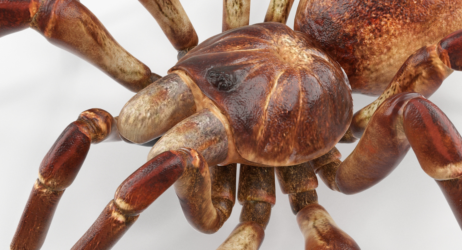 3D model Bird Eating Spider Walkig Pose