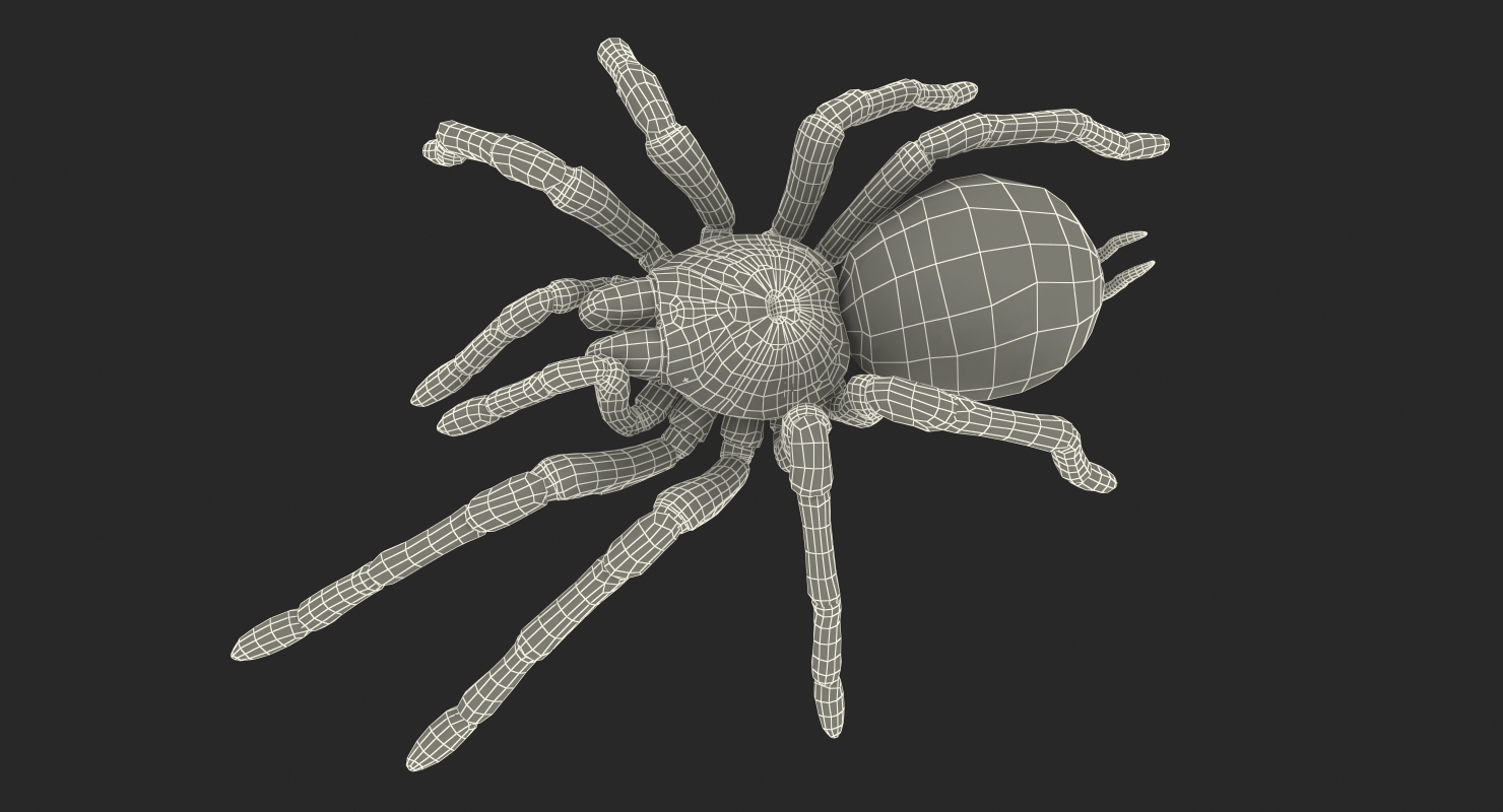 3D model Bird Eating Spider Walkig Pose