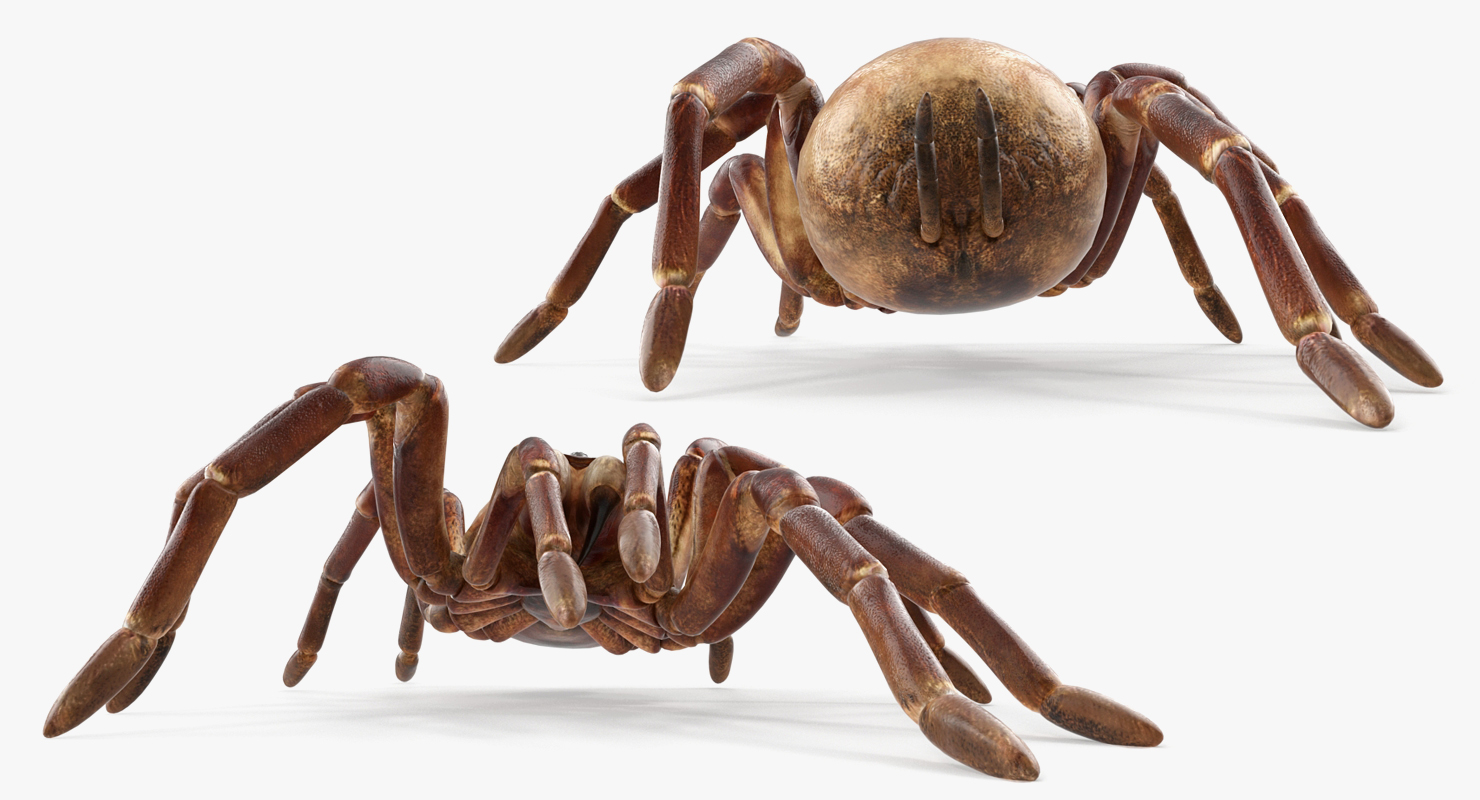 3D model Bird Eating Spider Walkig Pose