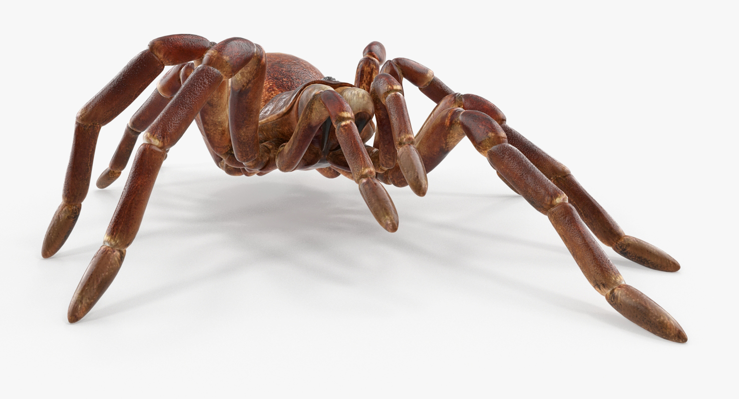 3D model Bird Eating Spider Walkig Pose