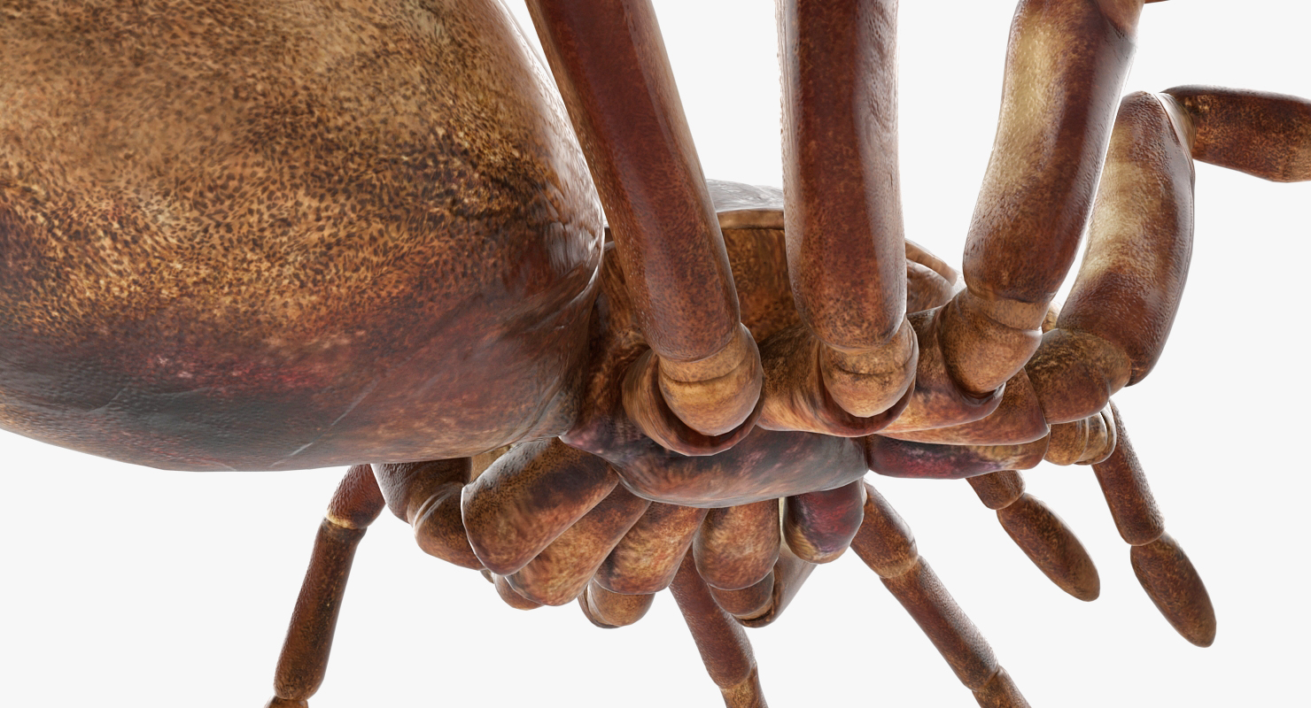 3D model Bird Eating Spider Walkig Pose