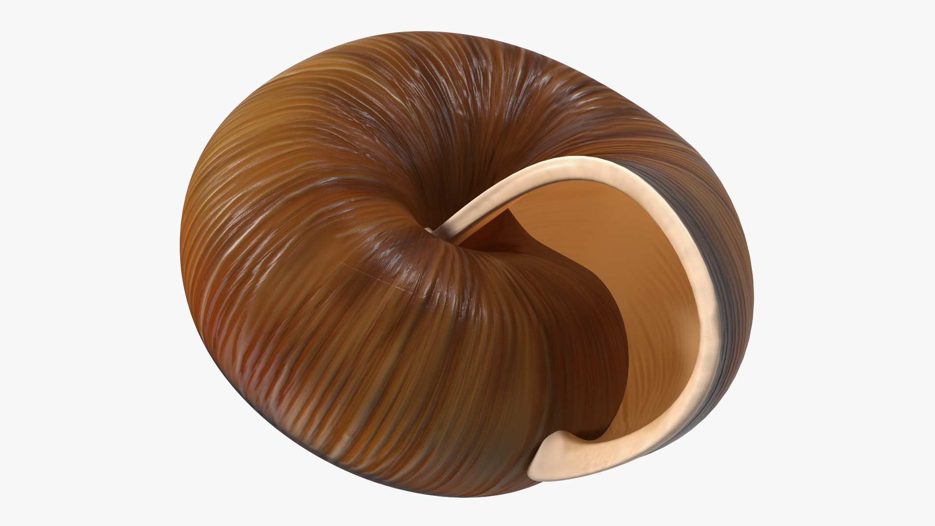 3D Realistic Snail Shell