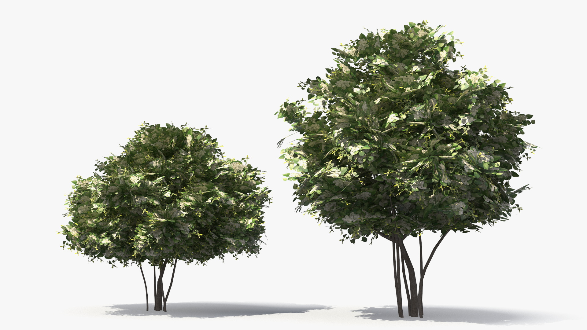 Low Poly Flowering Lilac Bushes Green, view 3
