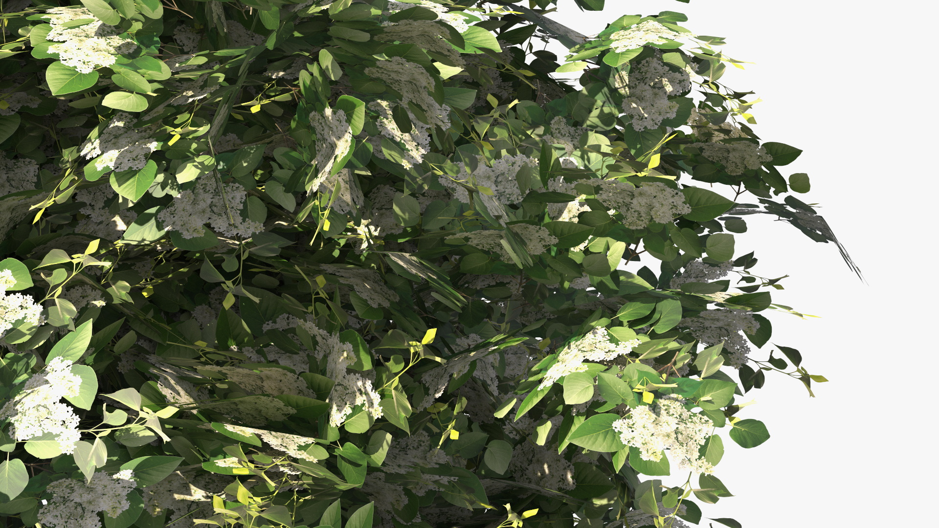 Low Poly Flowering Lilac Bushes Green, view 7