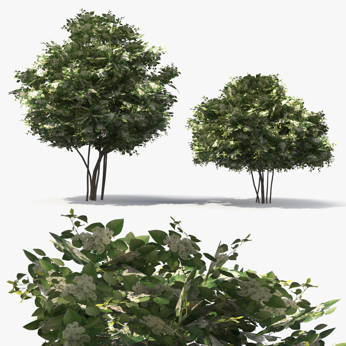 Low Poly Flowering Lilac Bushes Green 3D model preview