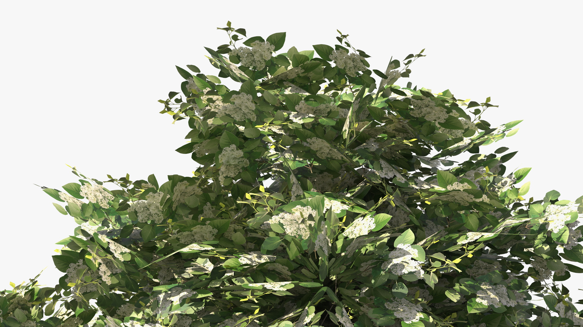 Low Poly Flowering Lilac Bushes Green, view 6