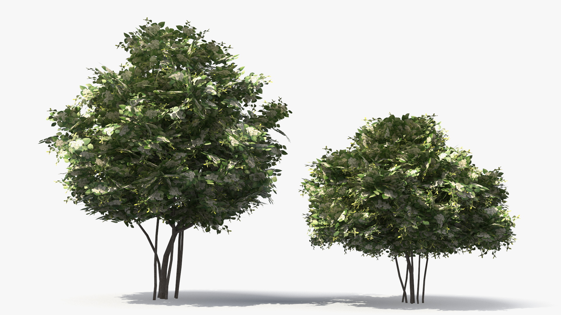 Low Poly Flowering Lilac Bushes Green