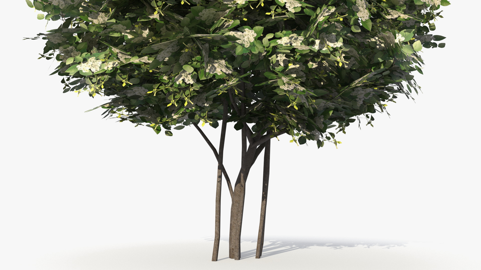 Low Poly Flowering Lilac Bushes Green, view 5