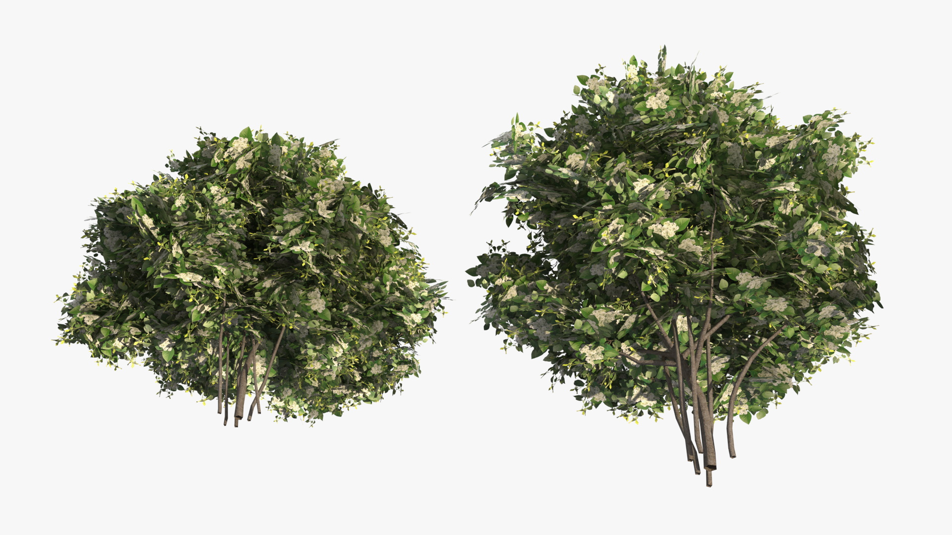 Low Poly Flowering Lilac Bushes Green, view 4