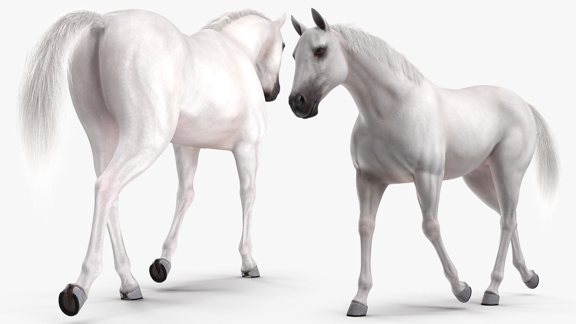 3D model White Horse Gait Fur