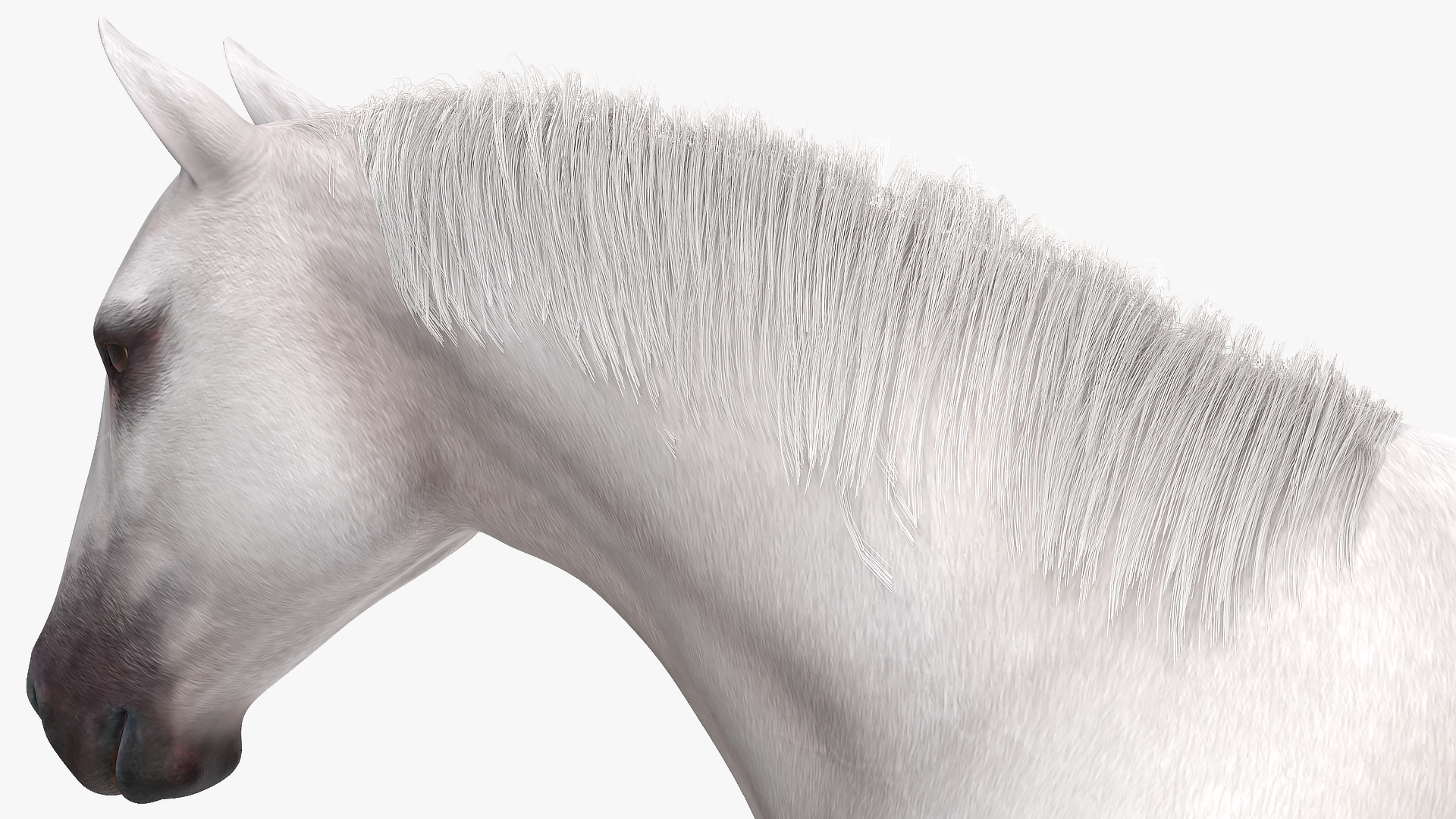 3D model White Horse Gait Fur