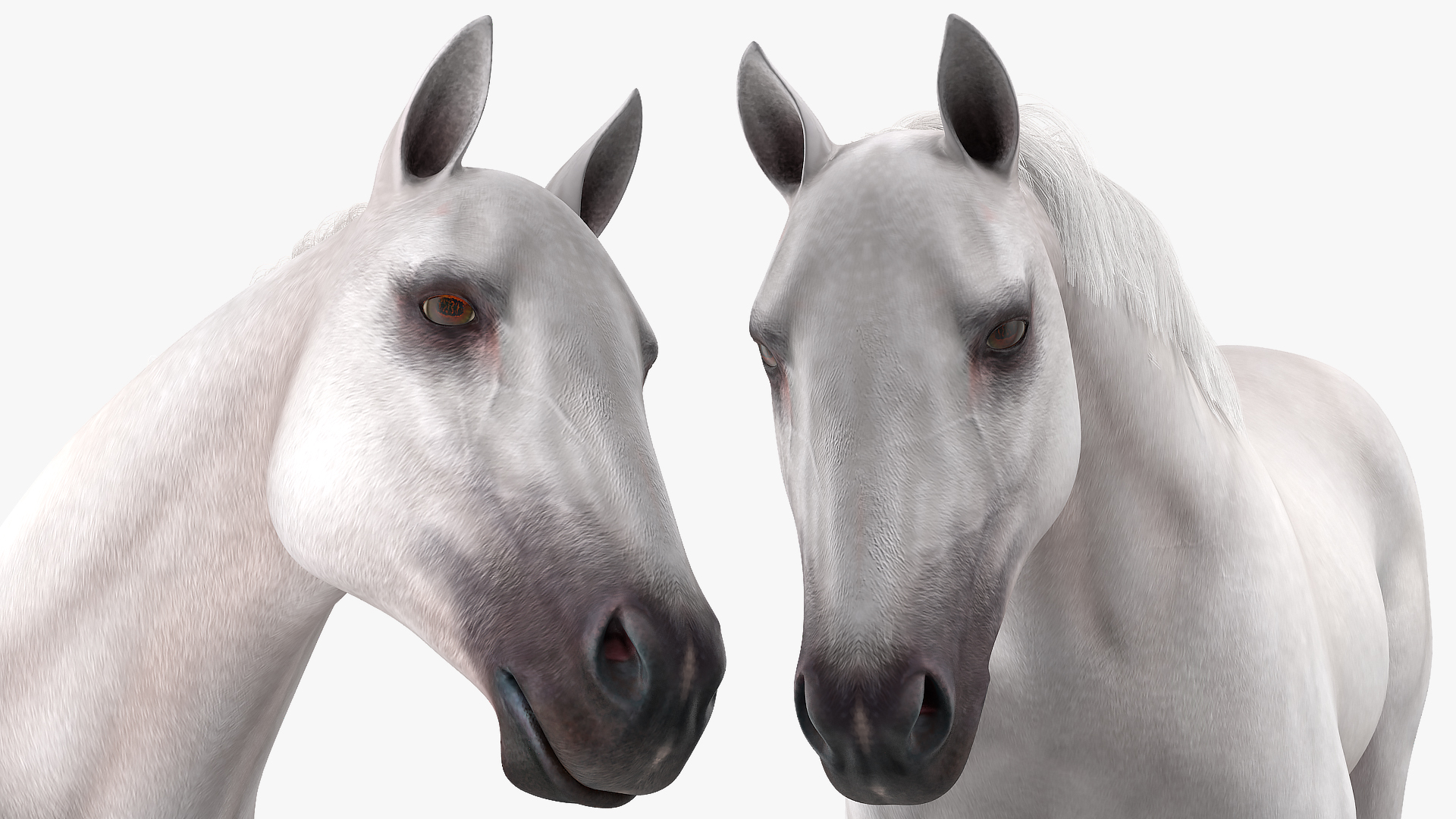 3D model White Horse Gait Fur