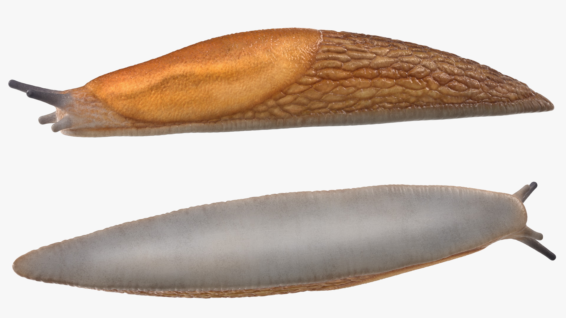 3D Dusky Arion Slug