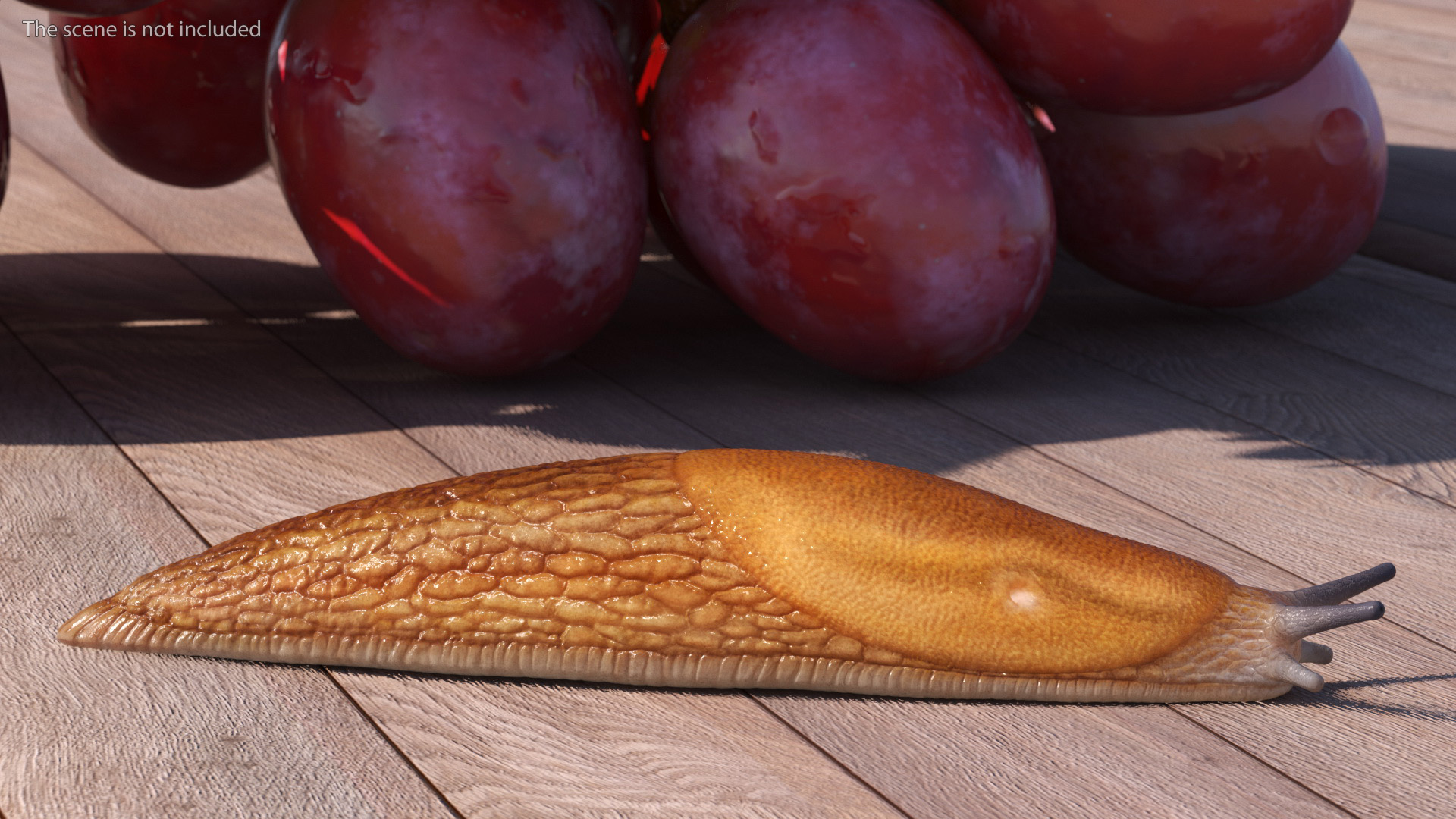 3D Dusky Arion Slug