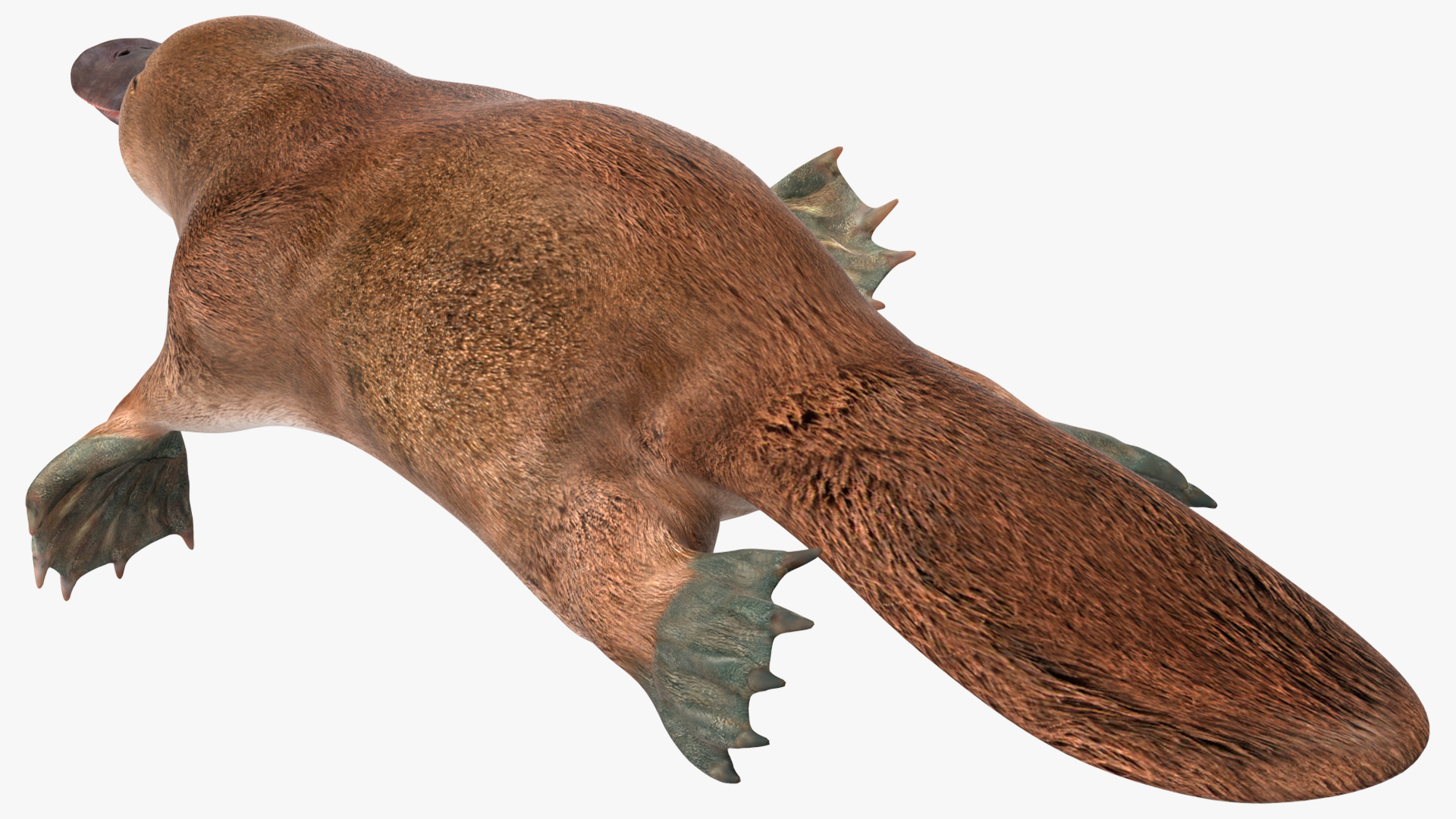 Platypus Swimming Pose 3D