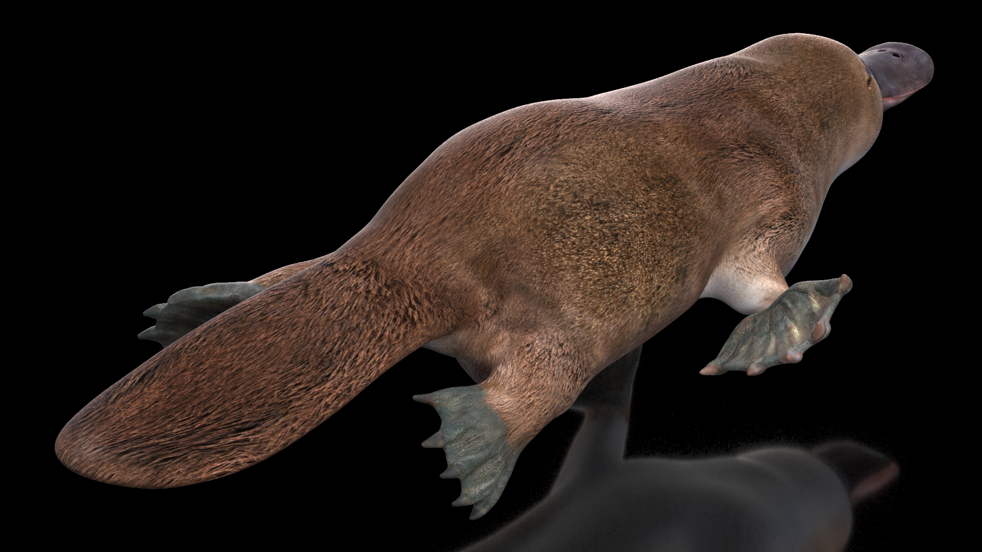 Platypus Swimming Pose 3D