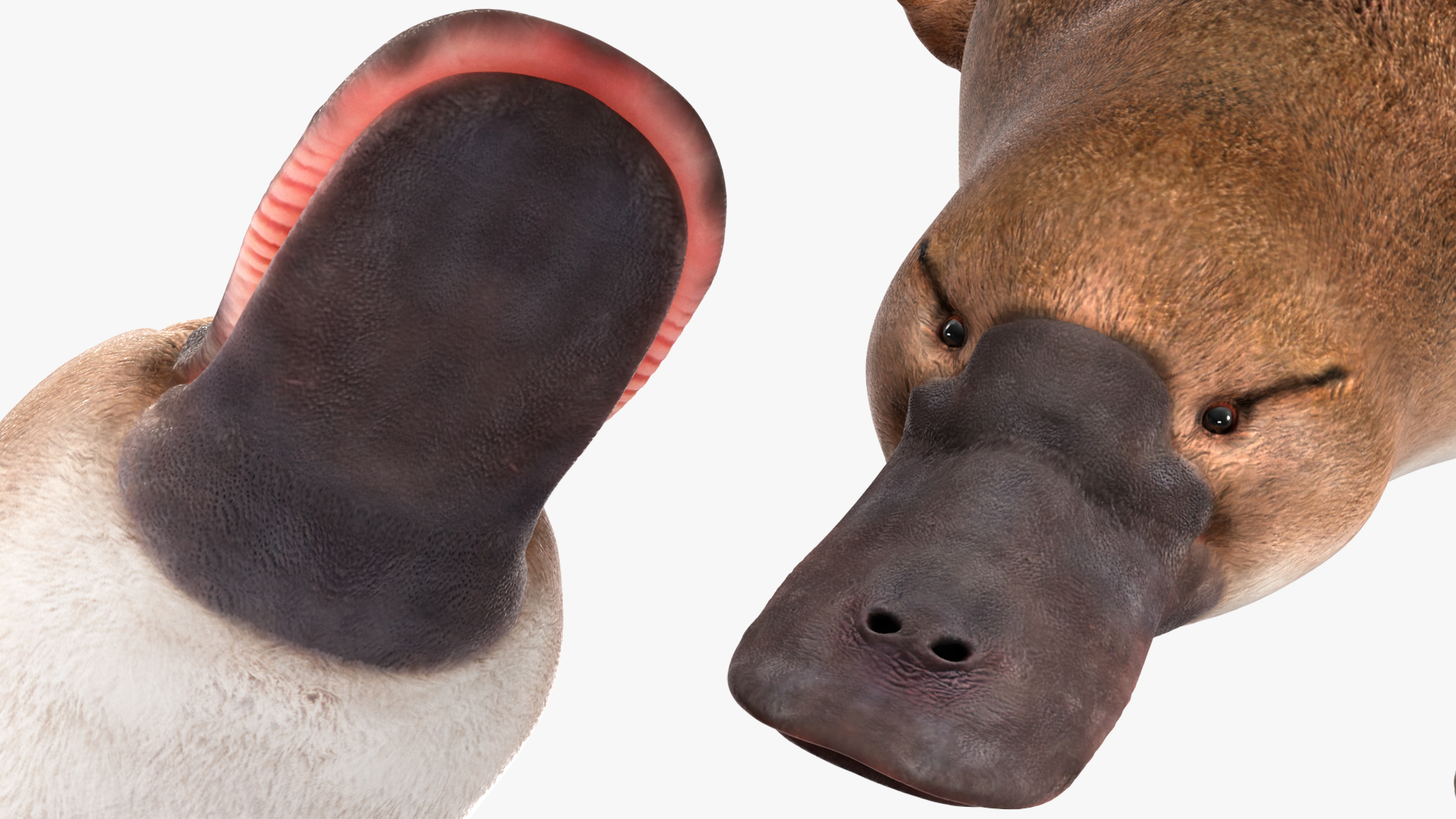 Platypus Swimming Pose 3D