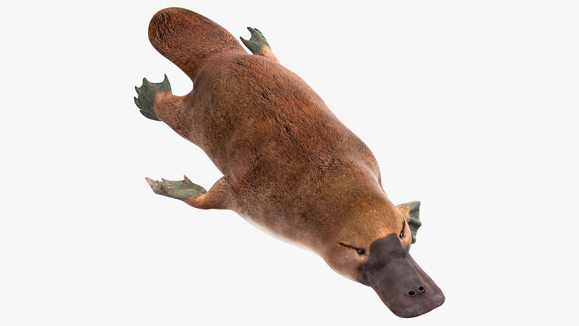 Platypus Swimming Pose 3D