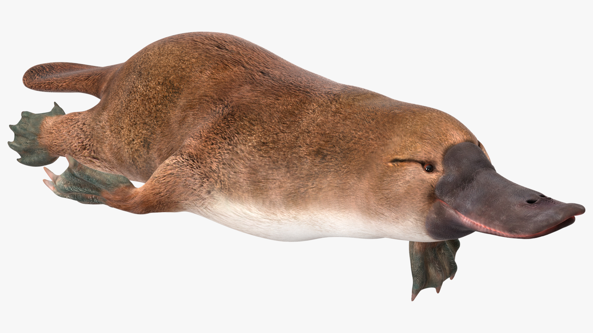 Platypus Swimming Pose 3D