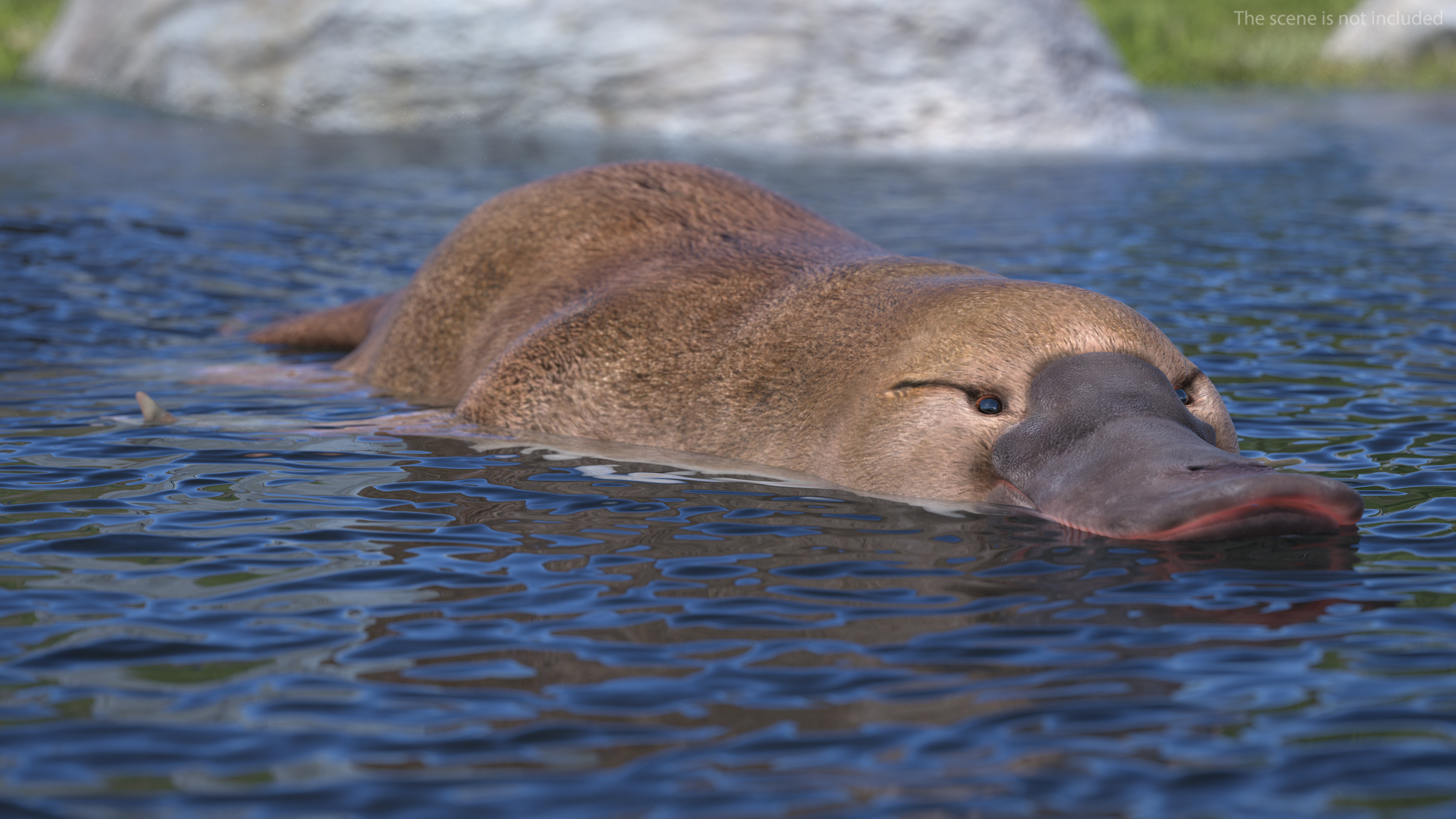 Platypus Swimming Pose 3D