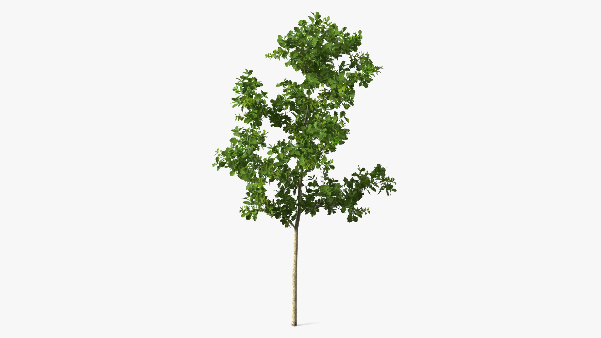 3D model Young White Oak