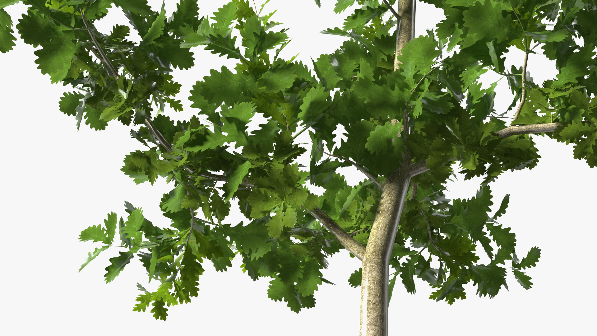 3D model Young White Oak