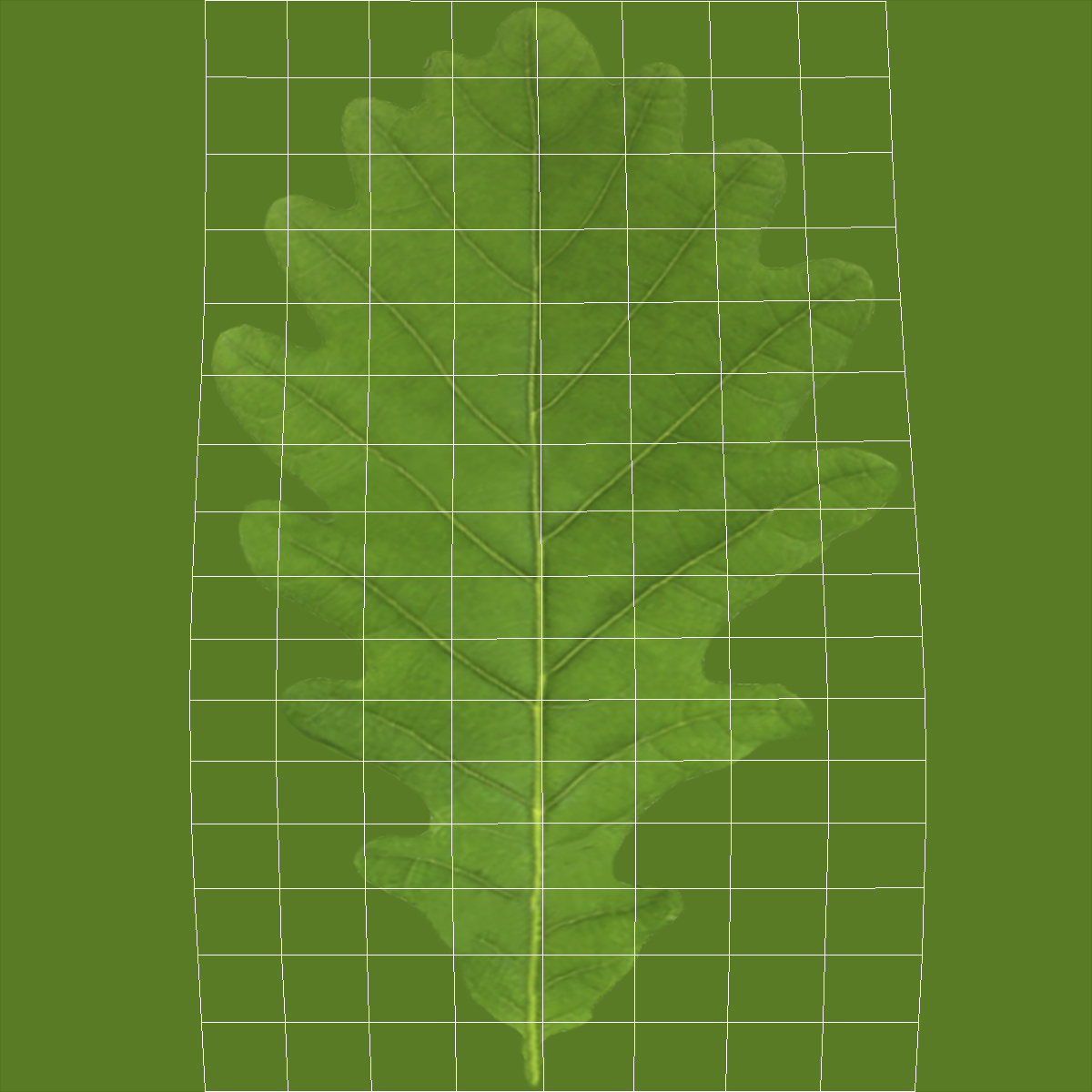 3D model Young White Oak