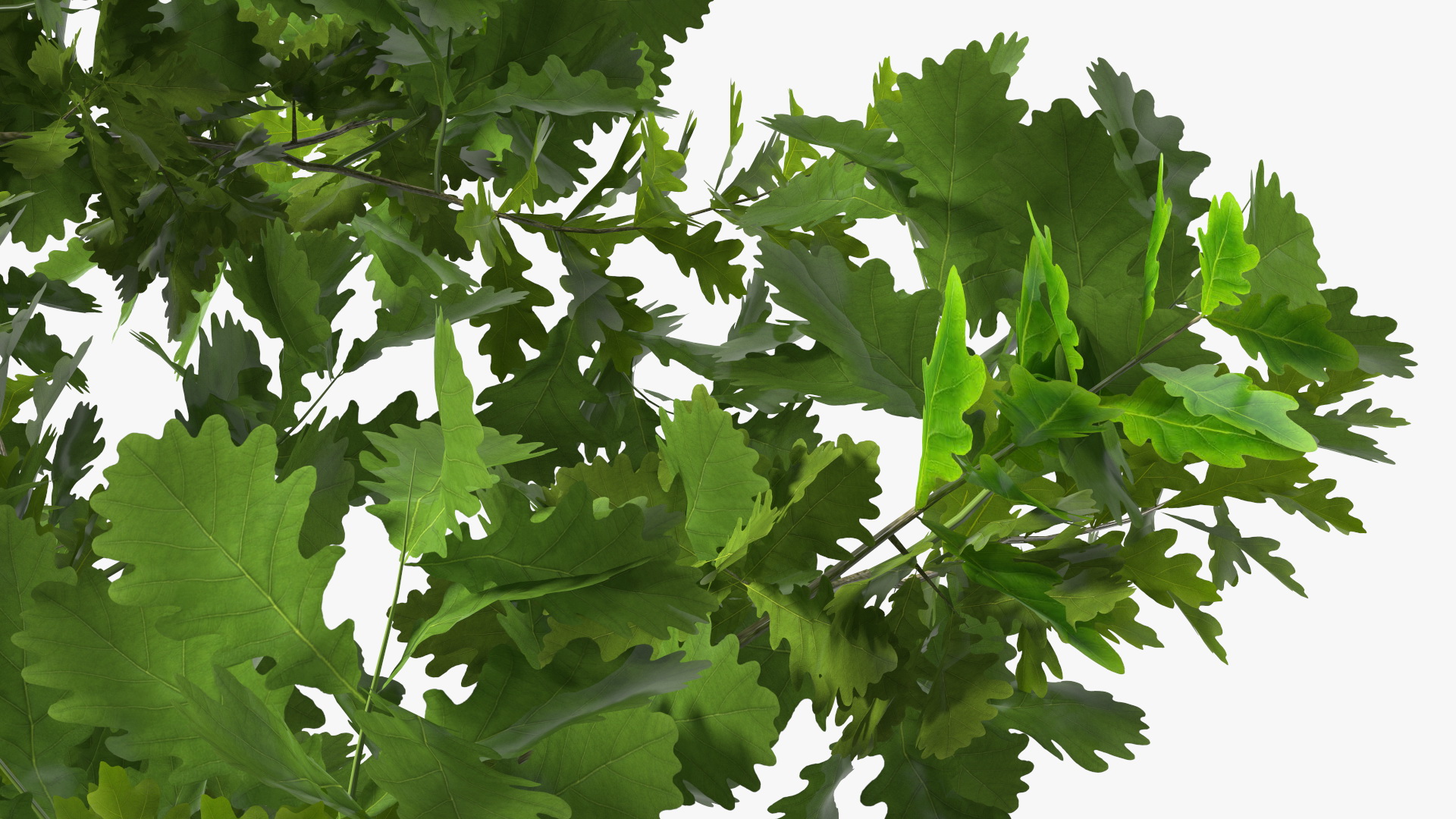 3D model Young White Oak