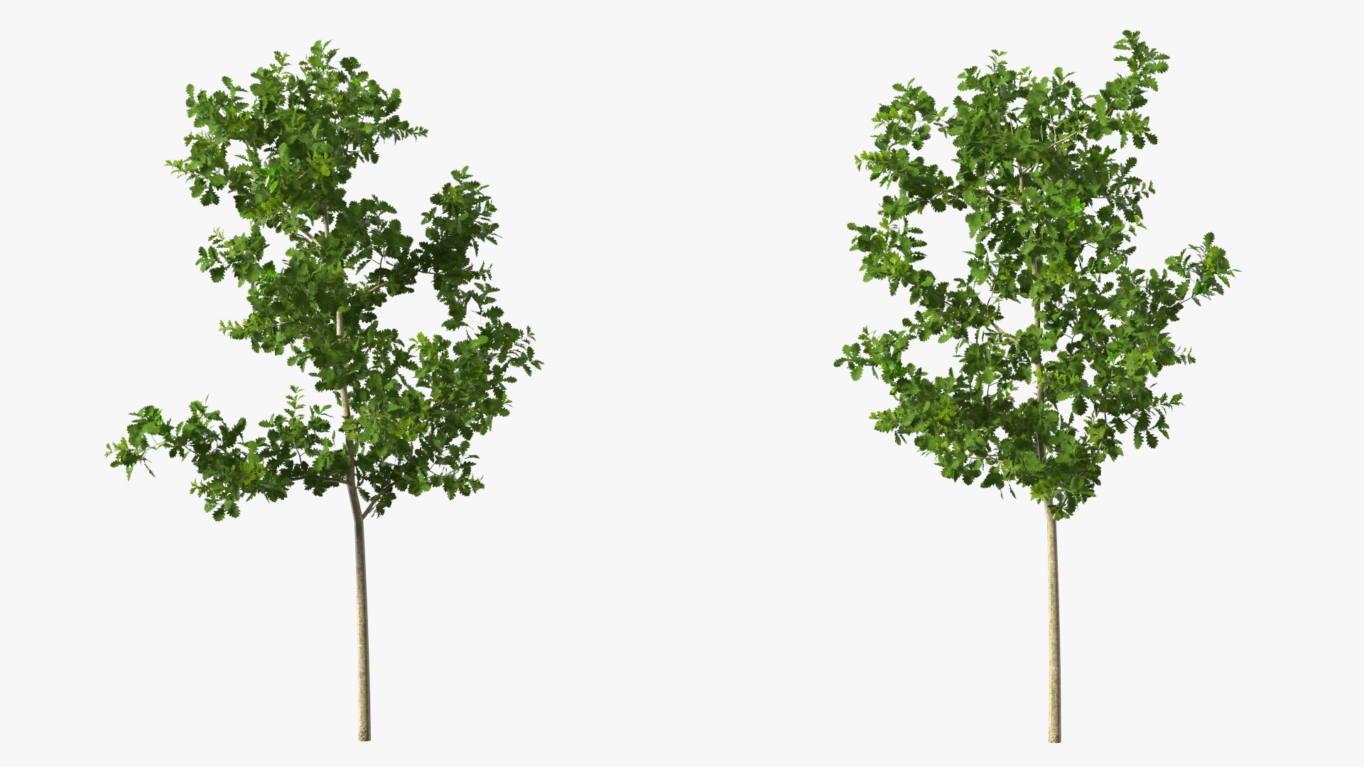 3D model Young White Oak